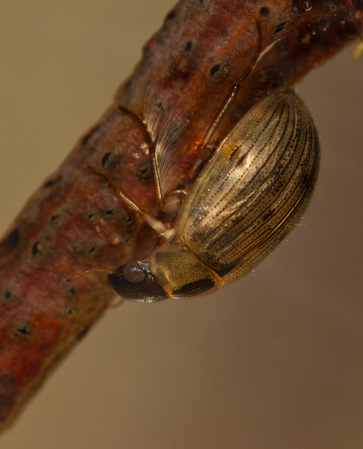 Berosus signaticoillis water scavenger beetle