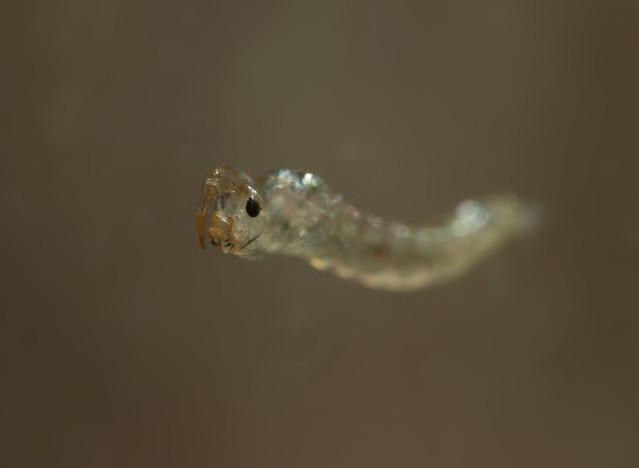 phantom midge larva 4 edited