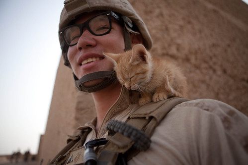 フリー写真素材|動物|哺乳類|猫・ネコ|戦争・軍隊|子猫・小猫|兵士|アメリカ海兵隊|