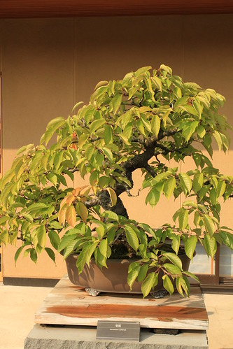 寒桜 Kanzakura (Cherry) - 盆栽美術館 - bonsai museum