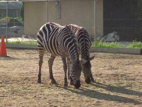 Zebras 0043