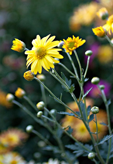 yellow crysanthemum-3276