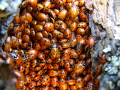 ladybugs 3/3