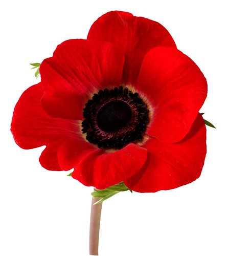remembrance-day-poppy1