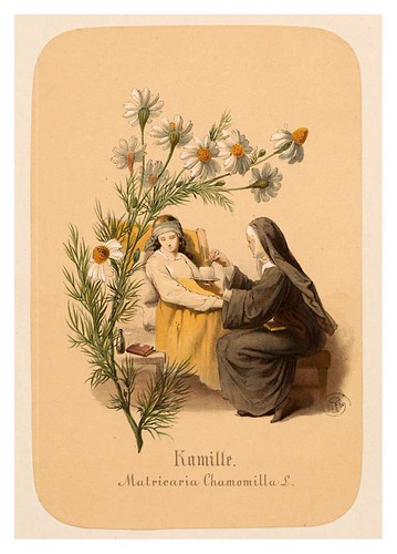 002-Manzanilla-Illustrirtes Kräuterbuch –Aquarelle- 1870-Adolf Schroedter