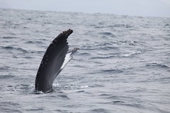 Killer Whale Fin