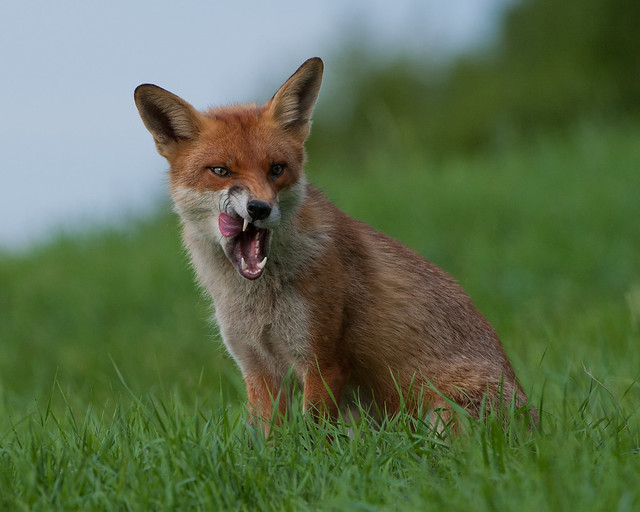 fox mean looking tongue