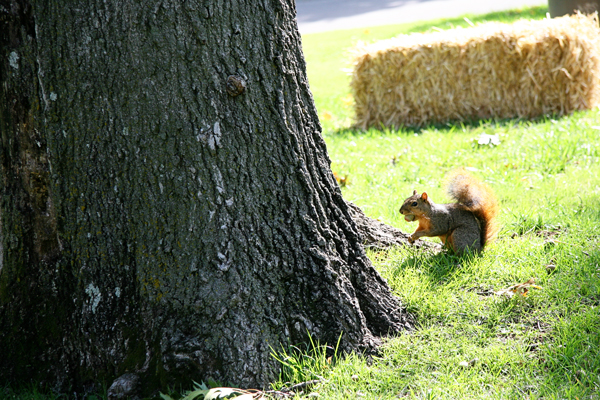 Squirrel at Philbrook