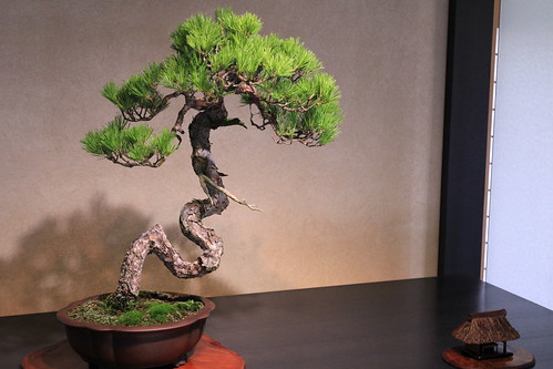 赤松 Red Pine - 盆栽美術館 - bonsai museum