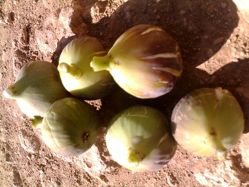 Figues تين