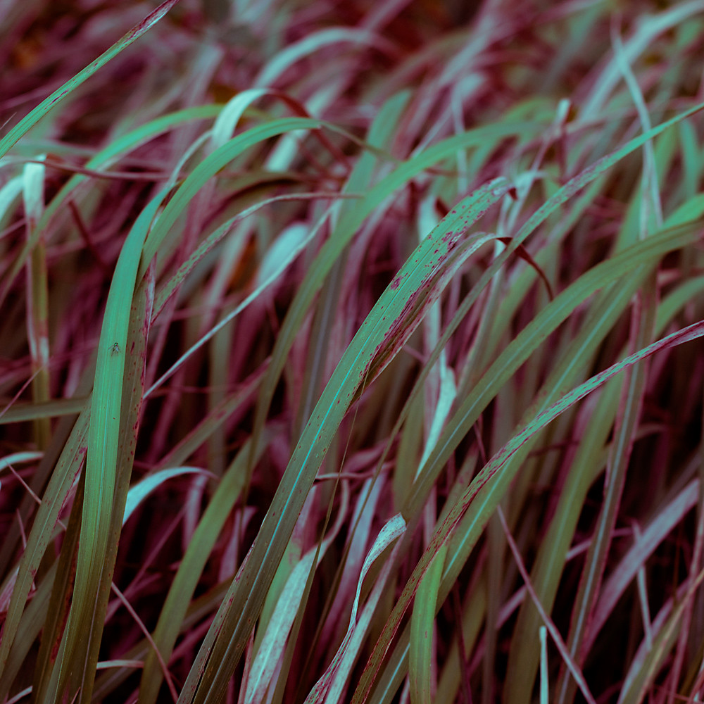 Square 12/31:  Slithery Grass