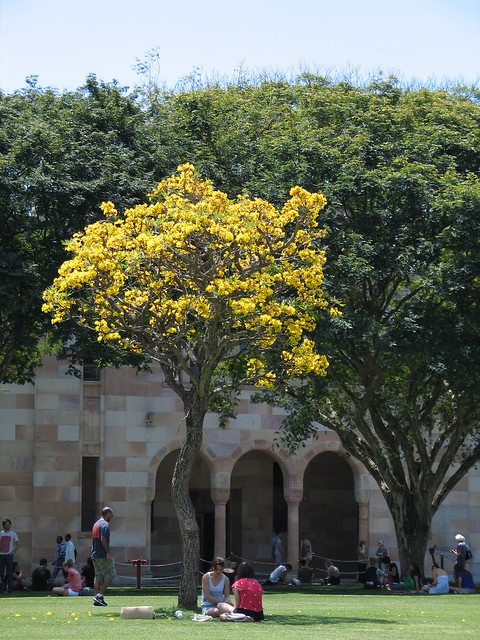 Yellow flowered tree