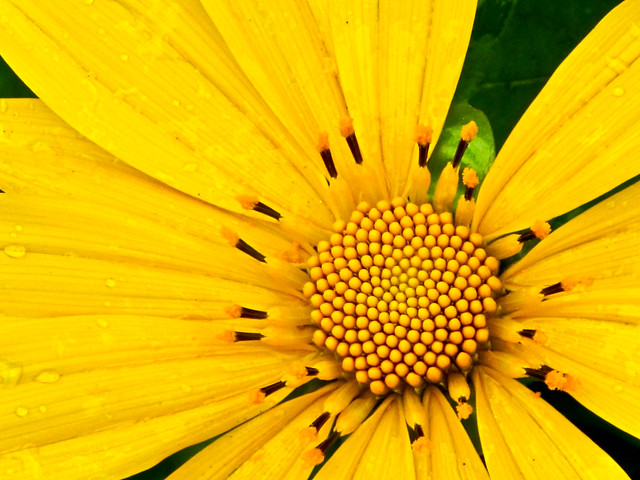 IMG_2700 Yellow flower - Cameron Highlands