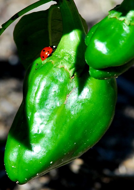 Lady Bug on Pepper