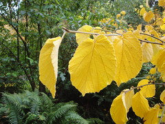 Hamamelis yellow fall color close up