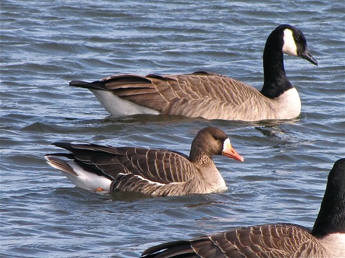 Greater White-fronted Goose at White Oak Park in Bloomington, IL 13