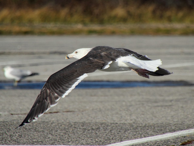 Great Black-backed Gull Flying