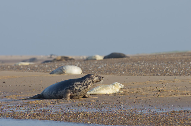 blakeney grey seals on beach