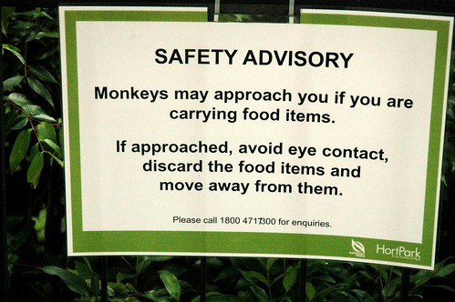 Sadly, I saw no monkeys