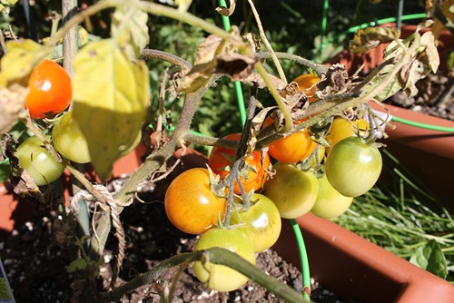 Ripening Tomatoes 2