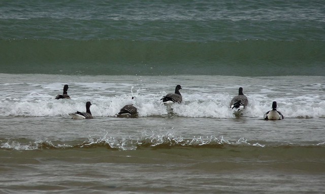 25237 - Brent Geese, Broughton Bay