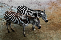 Auckland Zoo - Zebras