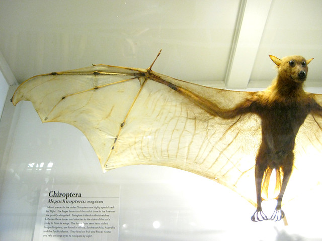 bat specimen II