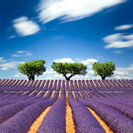 Lavender field, France - Explored :) -