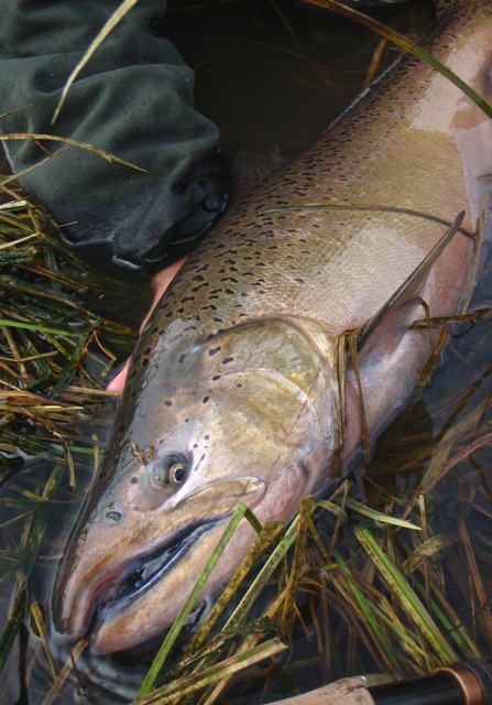 Rob Russell, Fall Chinook photos
