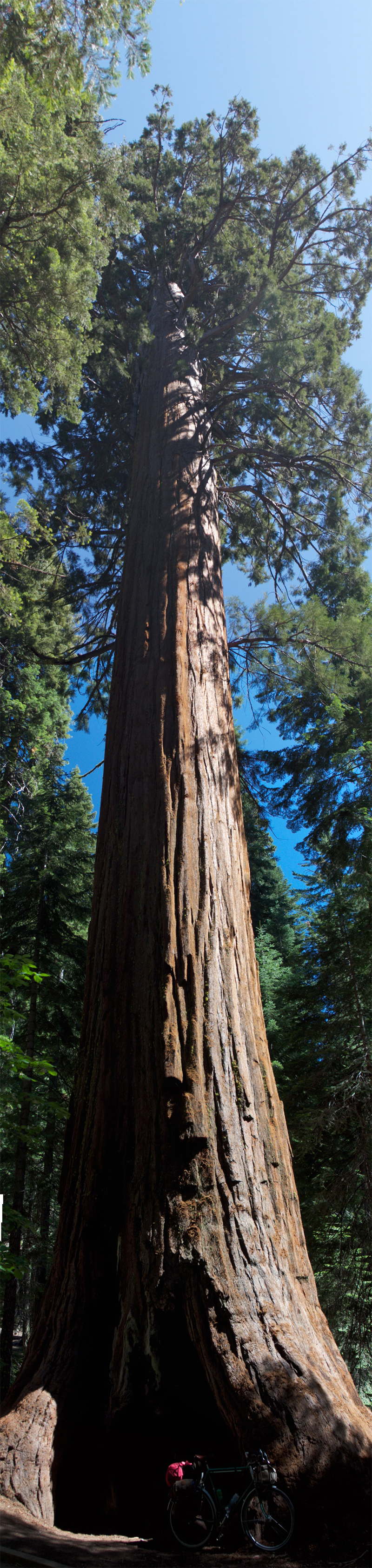 sequoia800