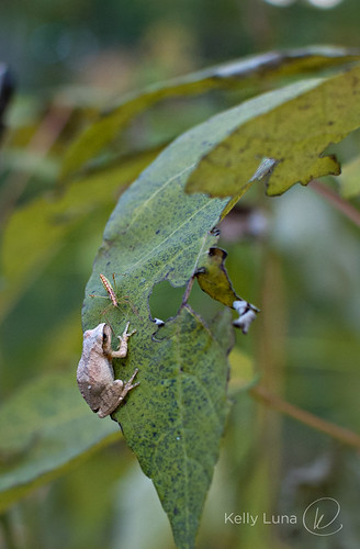 frog bug