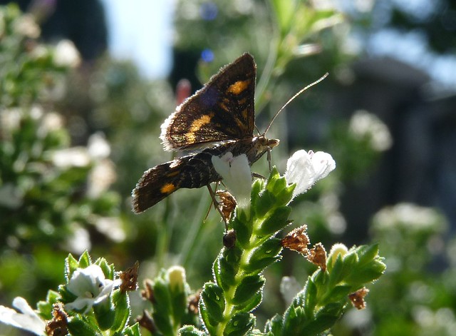 24844 - Mint Moth