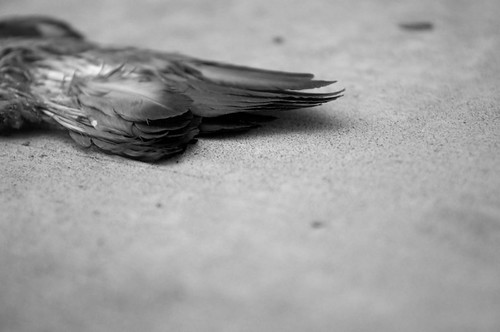 Dead Bird Diaries - October 2011-3-2