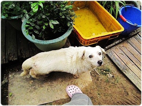 「支援」台南老榮民尤北北重病住進加護病房，所養的三十多隻狗無所依陷入困境，需要糧食支援，謝謝您～20111030