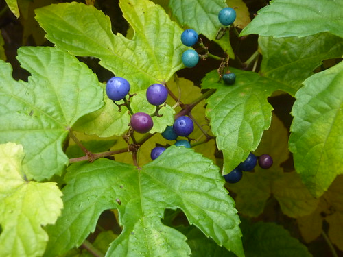 Porcelain Berry vine berries