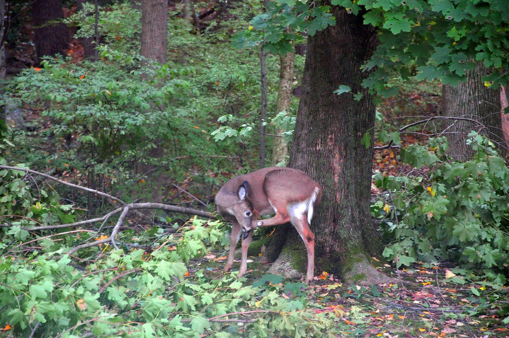 2011-11-02 - Deer in the Yard 004