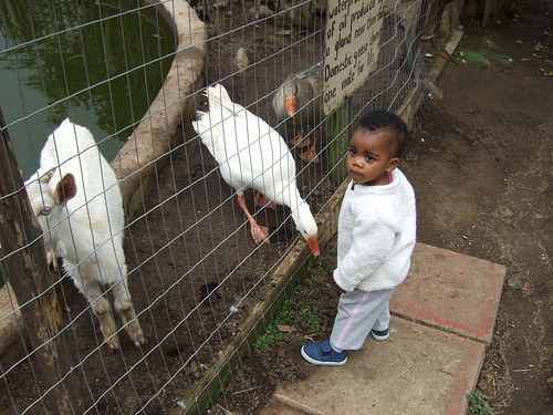 Thanda Looking At The Animals