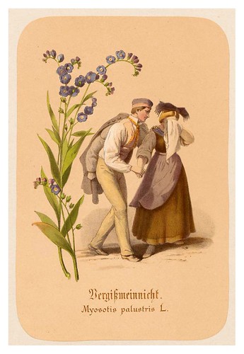 008-Nomeolvides-Illustrirtes Kräuterbuch –Aquarelle- 1870-Adolf Schroedter