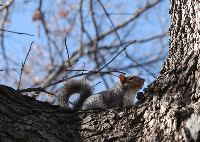 breadlovin'squirrel