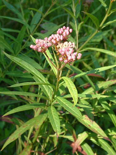 Asclepias incarnata (swamp milkweed)