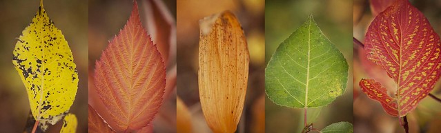 leaf portraits