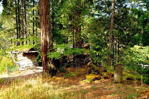 Old huts, memorial, trees of the forest, Breitenbush Hot Springs, Breitenbush, Oregon, USA by Wonderlane