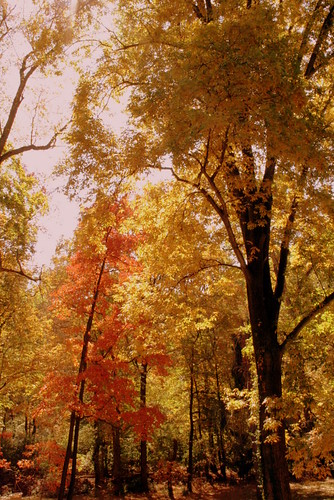 Southern Illinois Autumn