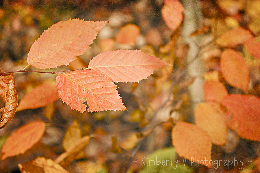 orange fall leaves