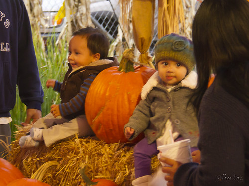 Pumpkin patch toddlers