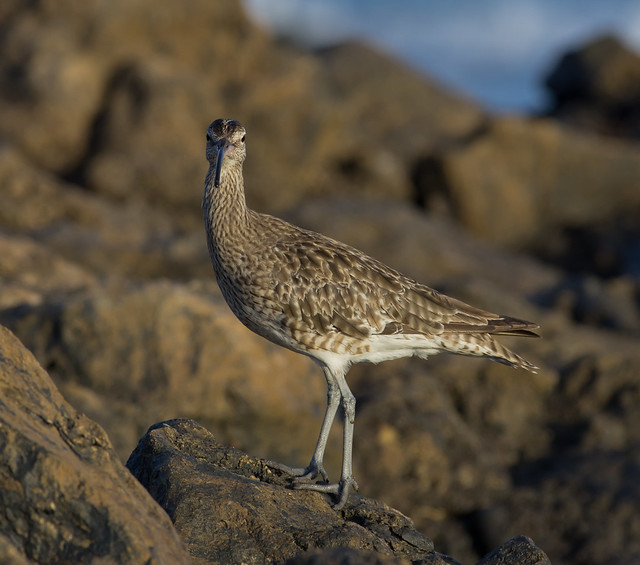 whimbrel 300mm on rocks look