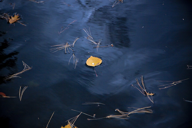 floating leaf with drop