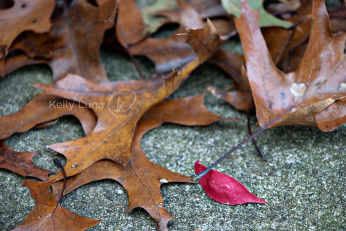 sm red leaf w-oaks