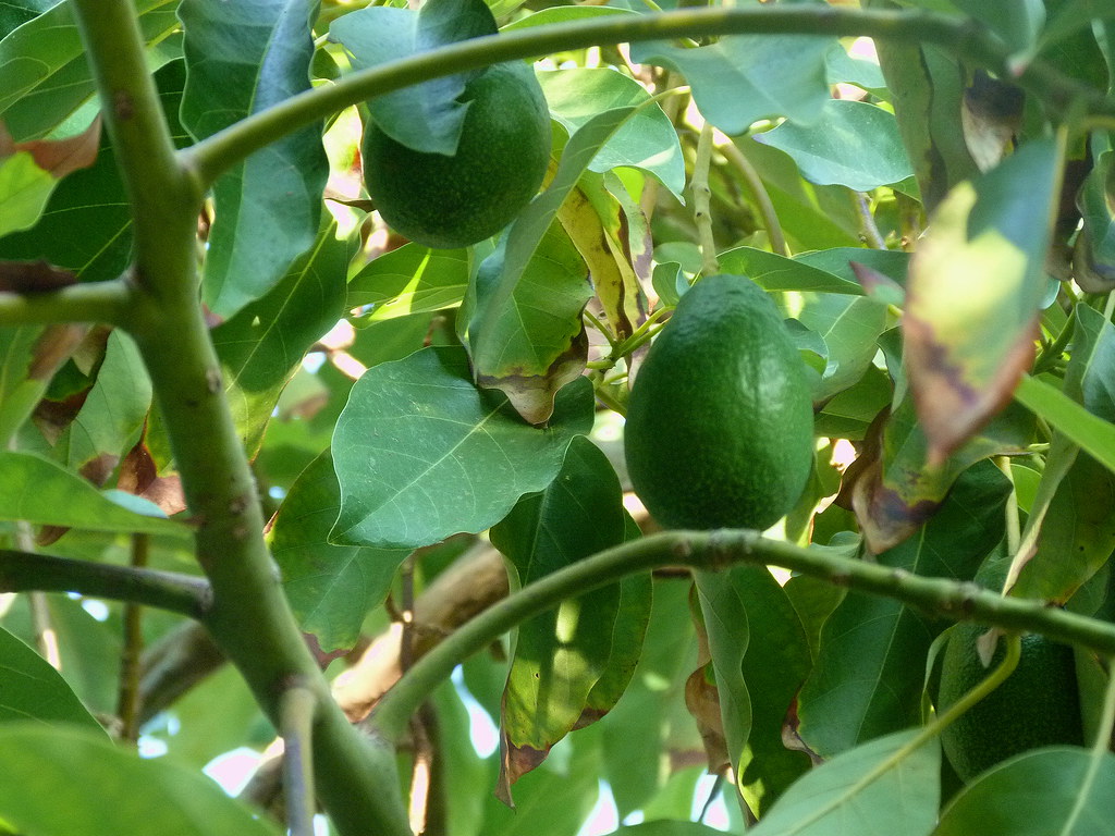 01-10-2011-fruit-avocados-on-tree