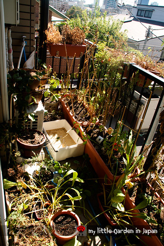 my-little-garden-in-japan-september-2011-2